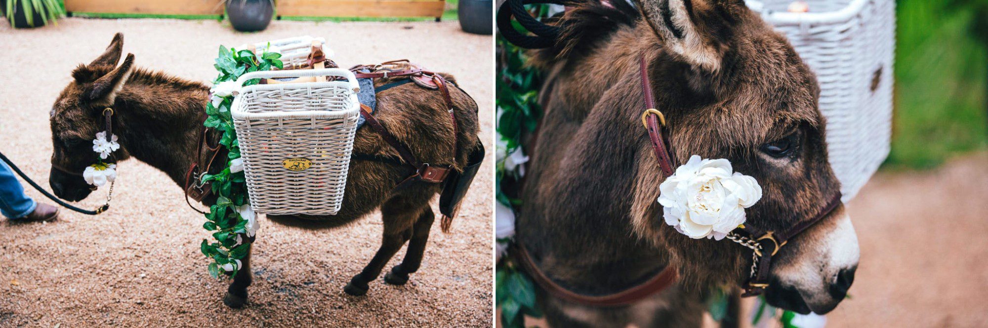 donkeys with baskets on saddle