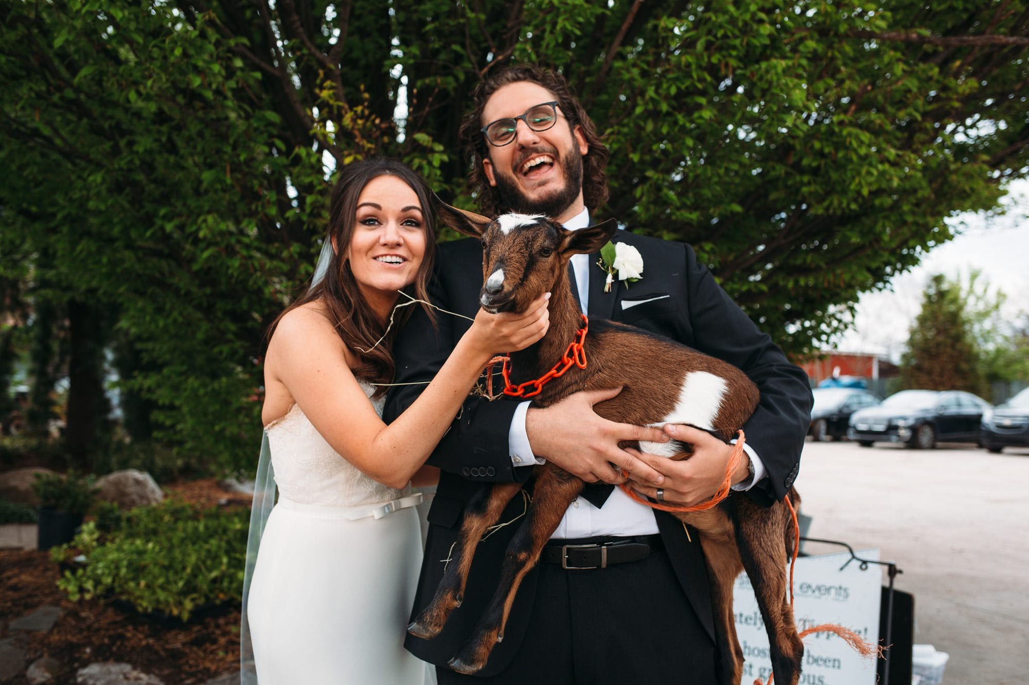 bride and groom holding a baby goat