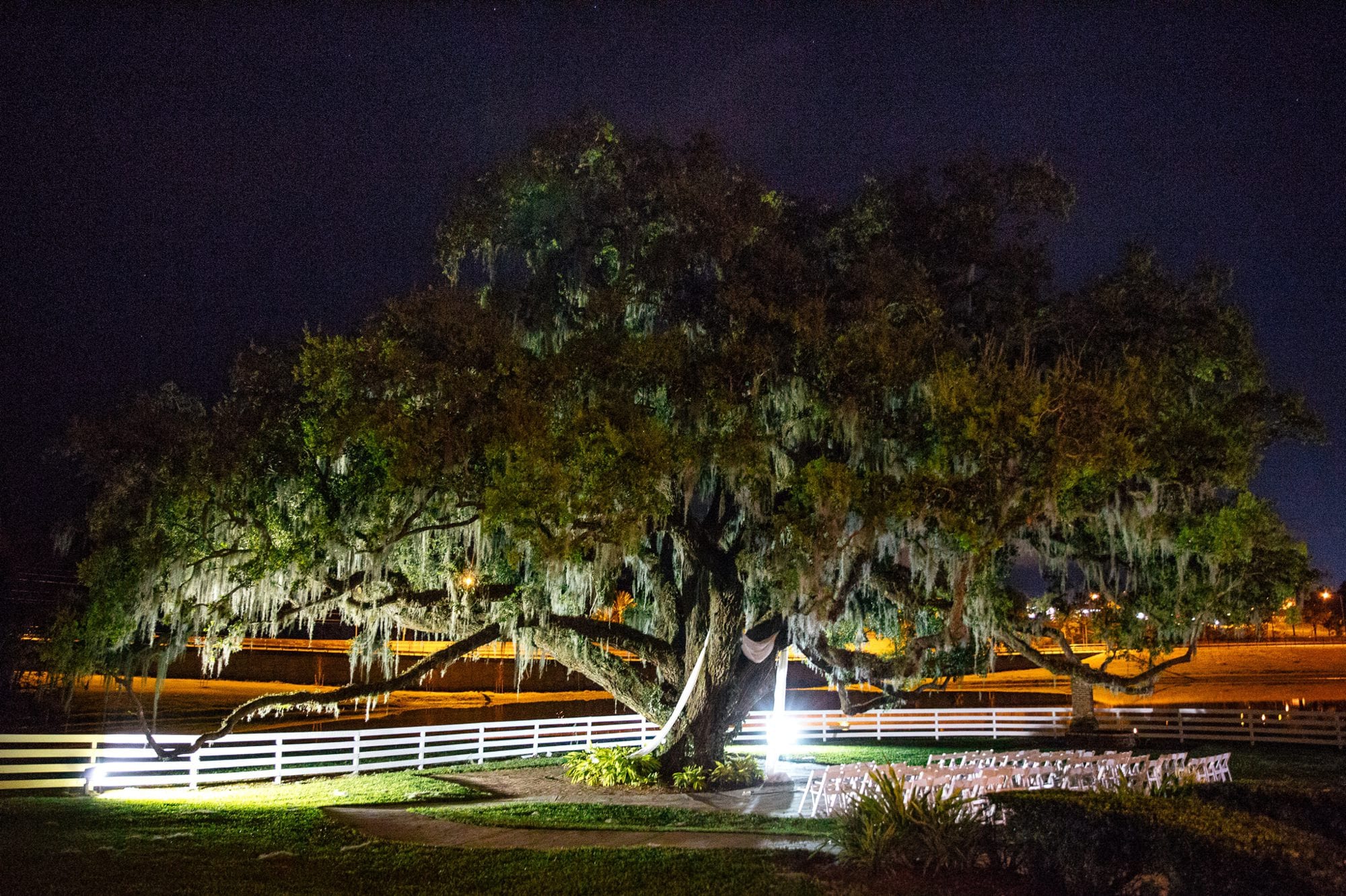 night photo of big oak tree
