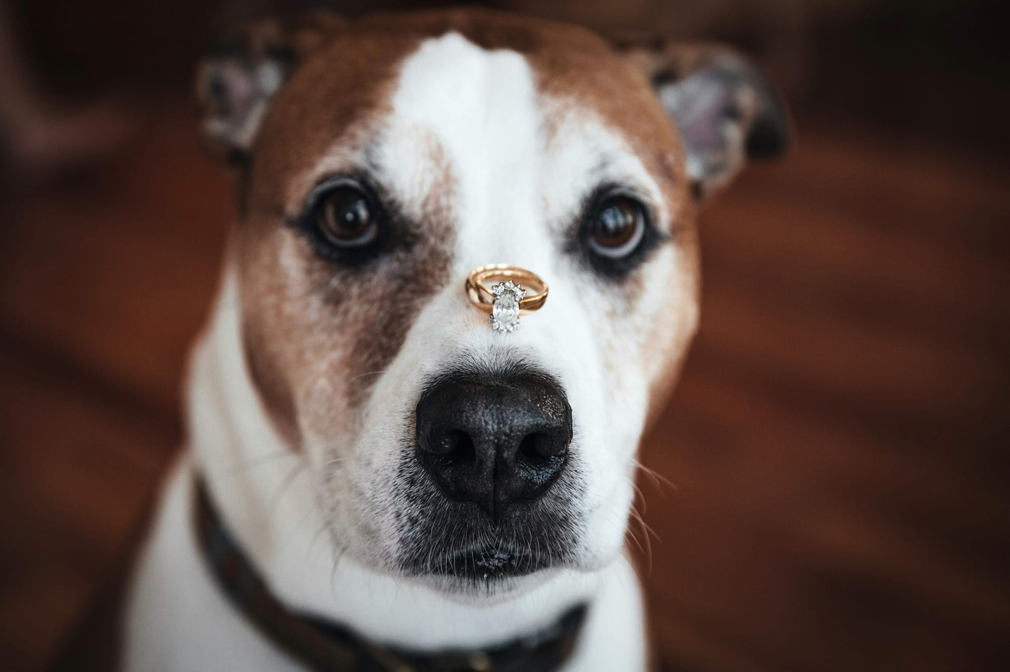 dog with wedding rings on it's head