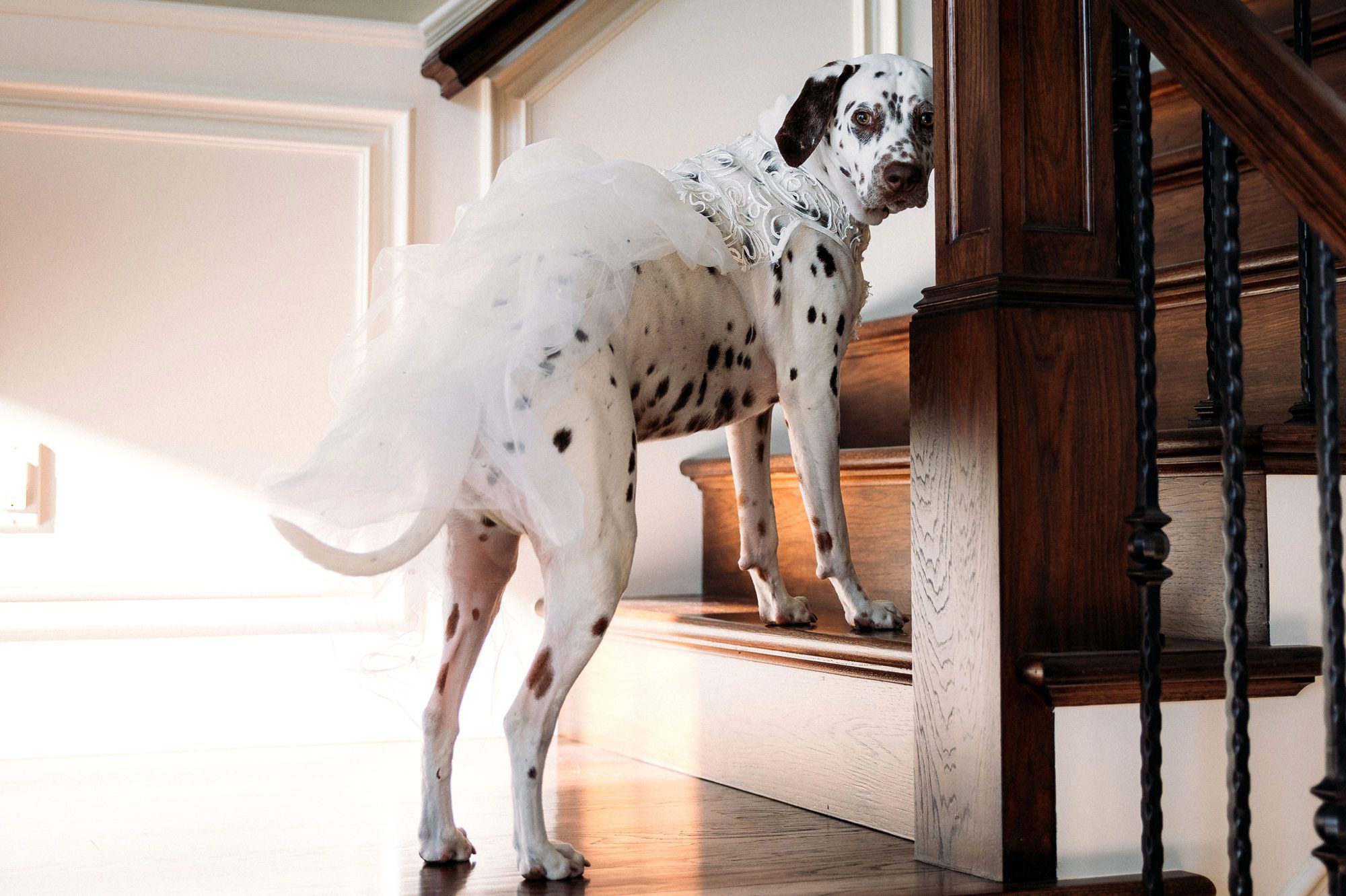 Dog wearing a wedding dress