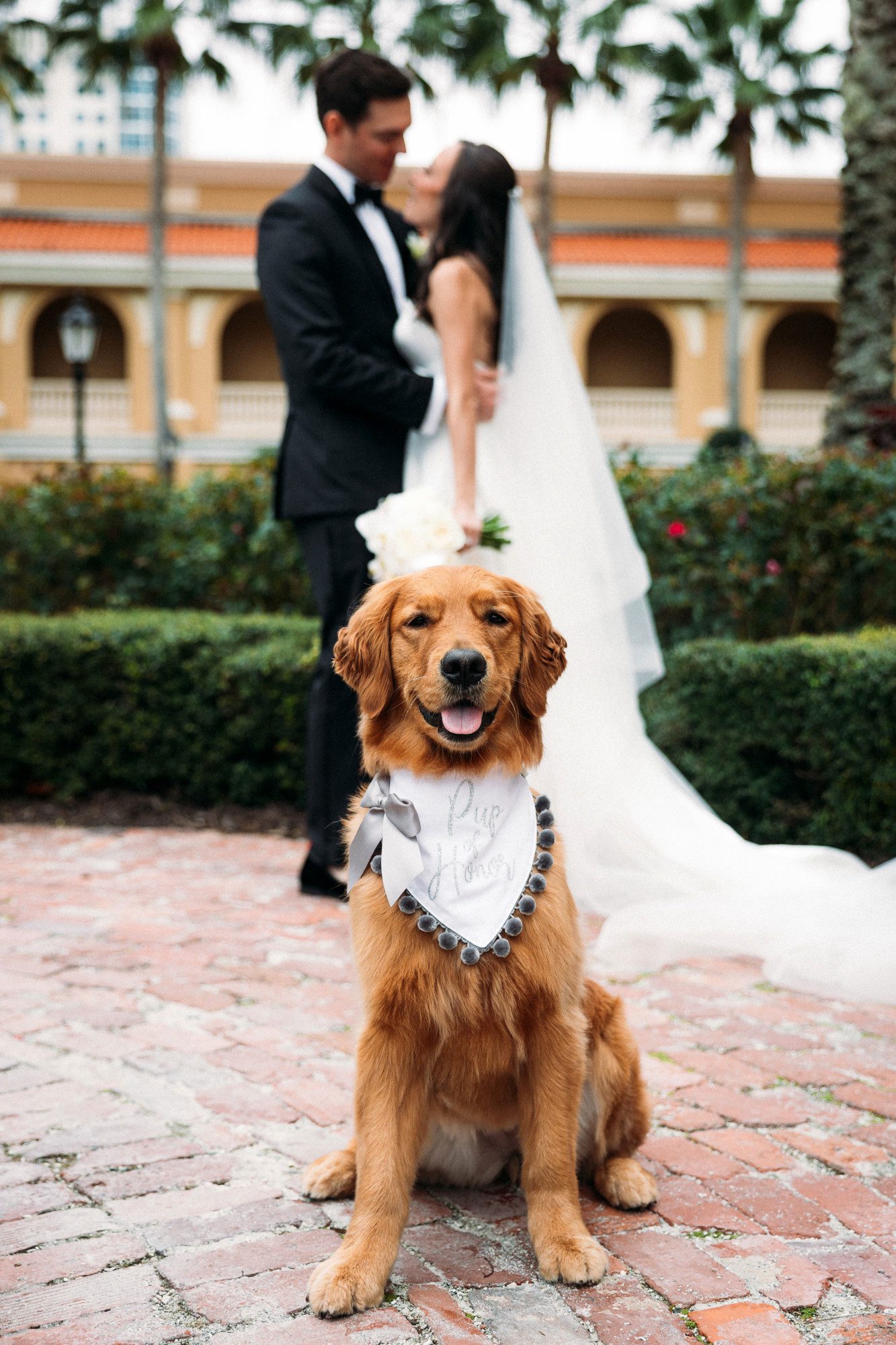 puppy at wedding