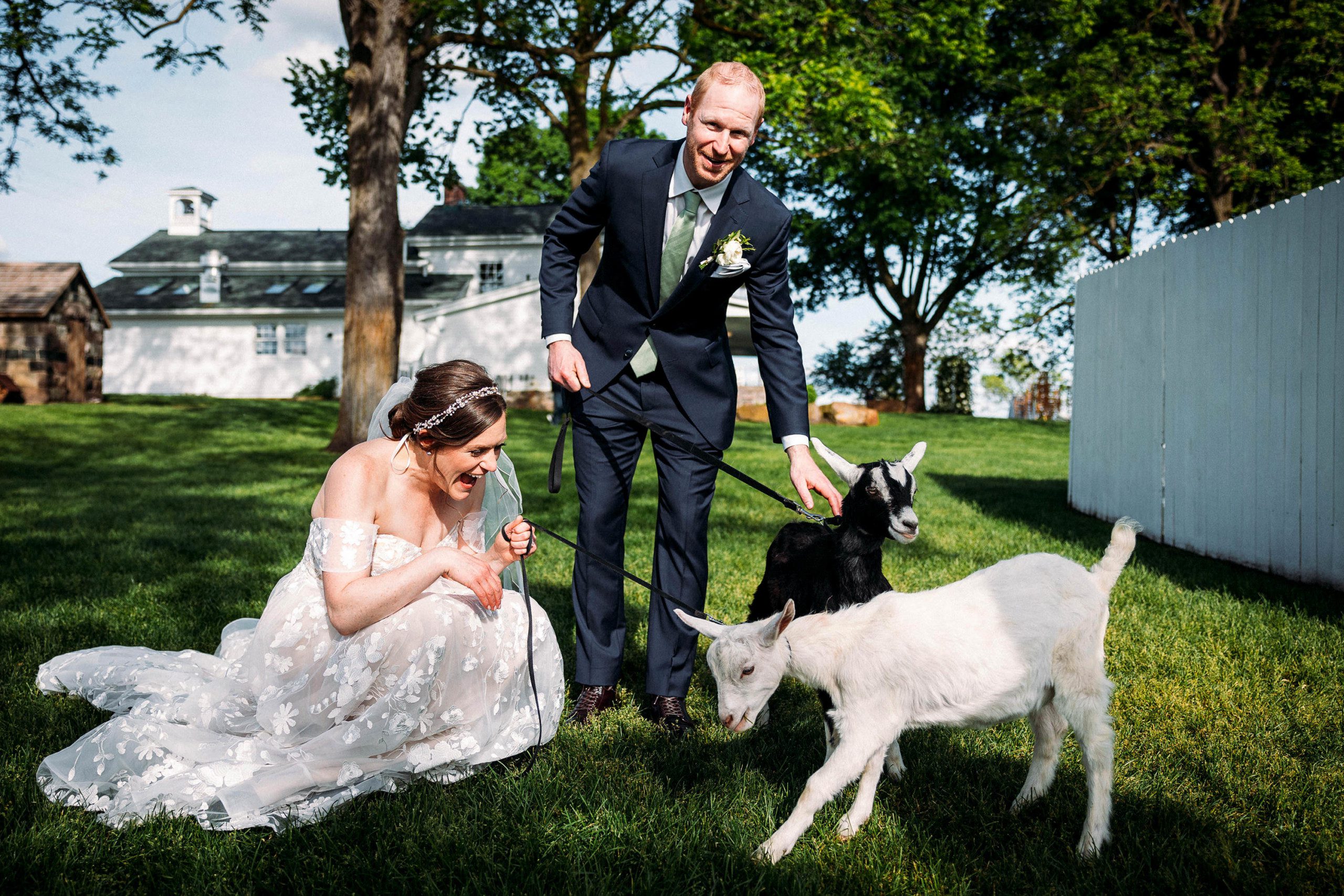 bride and groom petting goats